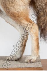 Leg Wolf